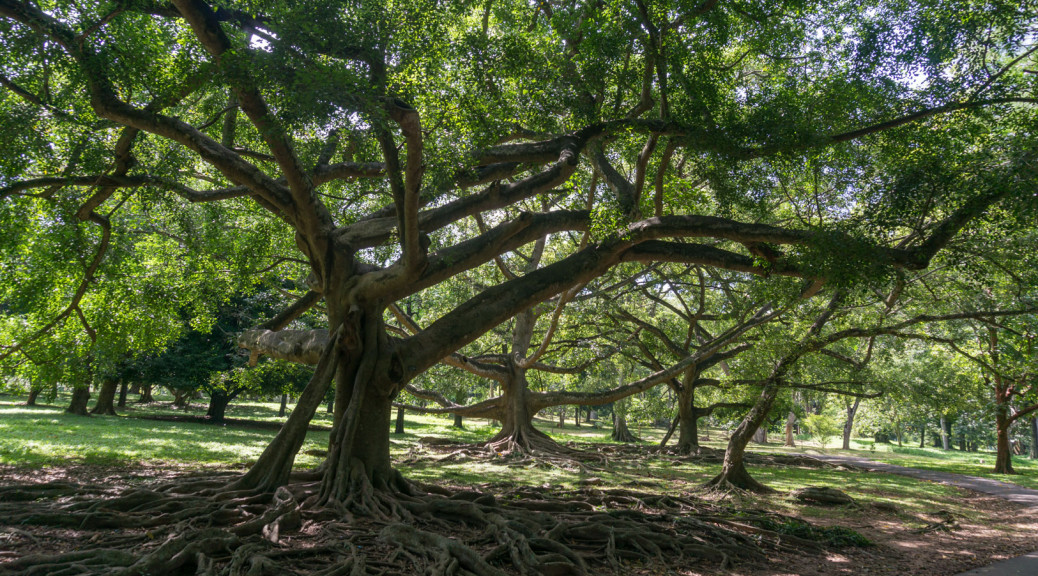 Kandy Botanic Garden