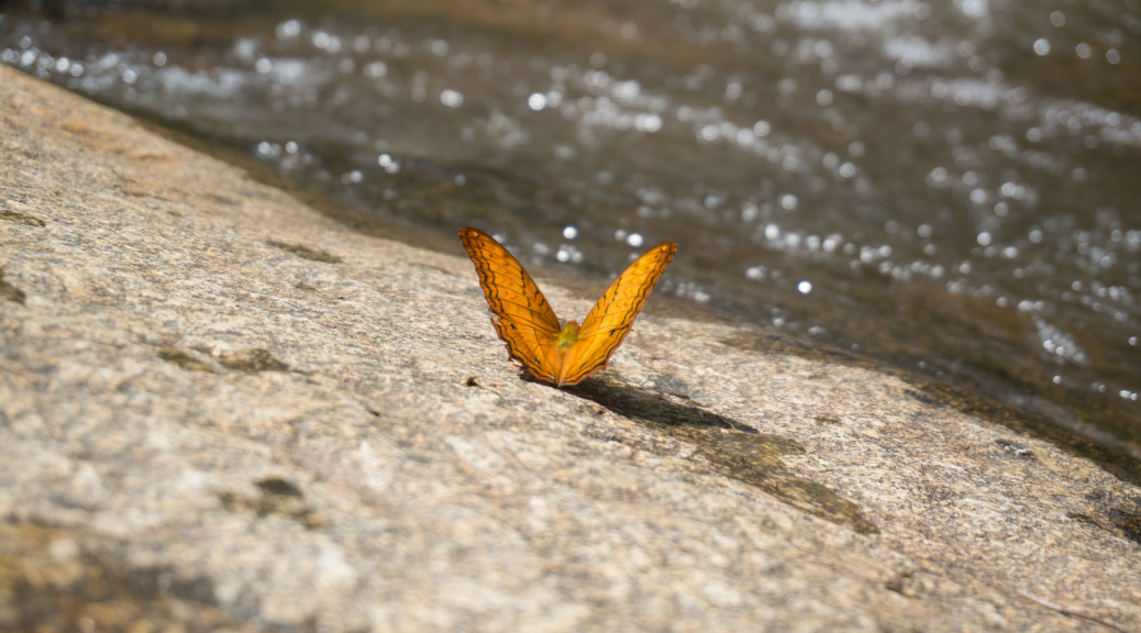 Schmetterling Pai